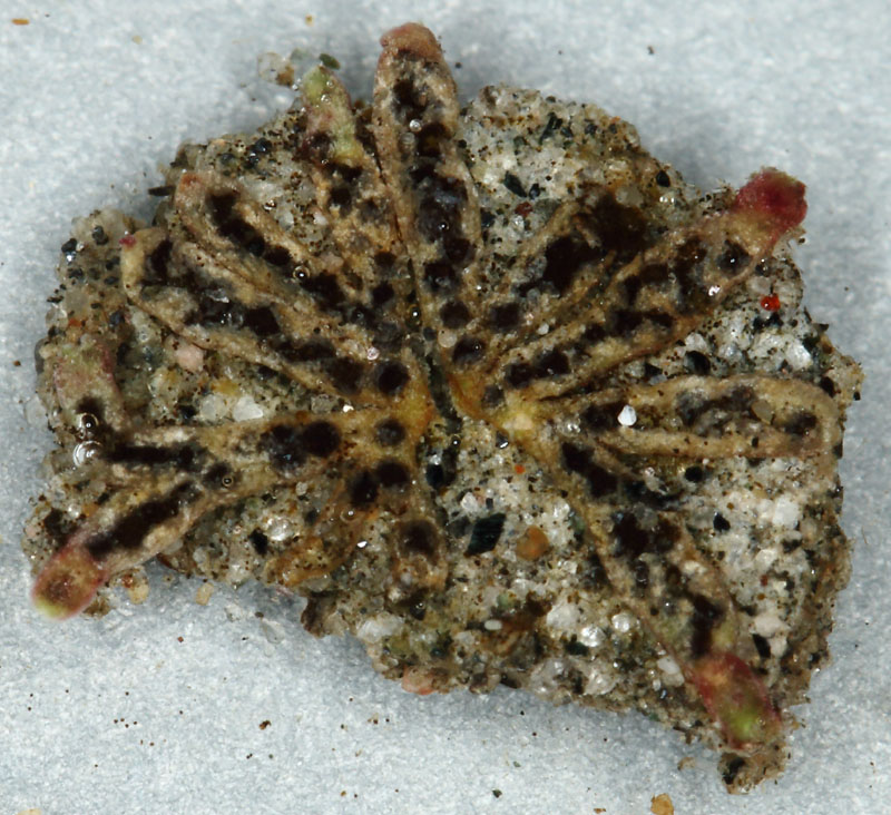 Riccia frostii